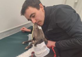 'My dog started limping – she died from a fatal disease three weeks later'