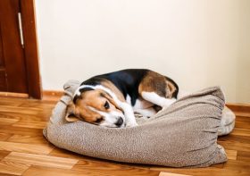 Dog owner discovers trick that sees puppy sleep through the night