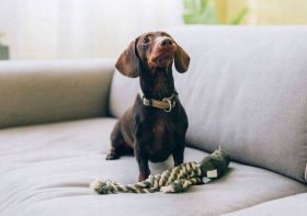 Most popular dog names in Britain for 2025 ranked – is your pooch's name on the list?