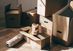 Cat realises she's moving home and reaction leaves people sobbing