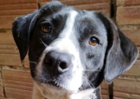 Cute dog spends 3 years in kennels after being rejected for heartbreaking reason